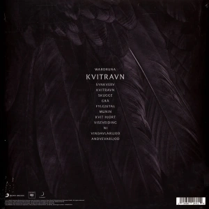 Kvitravn